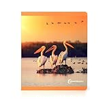 Aves = Aus = Aves = Hegaztiak&hellip;